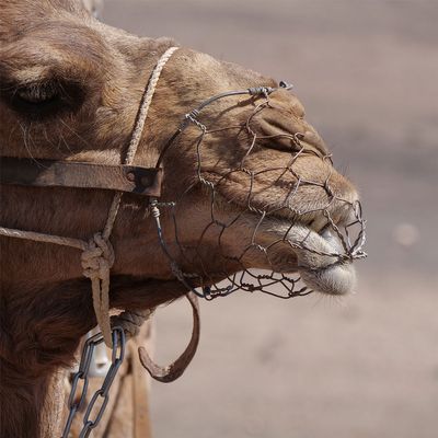 A palos con los camellos: La realidad de los paseos turísticos